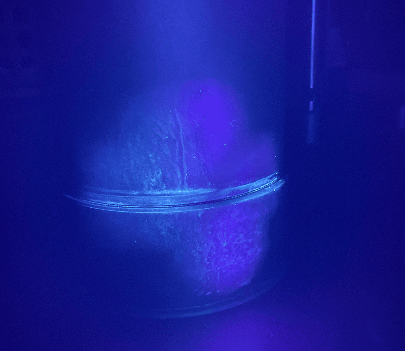 Lampa Detekcyjna UV-A BioDTex - Biofilm